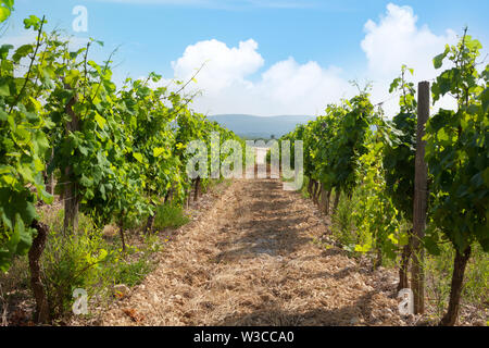 Paesaggio di vigneti. Campagna francese valley Foto Stock