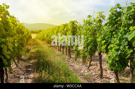 Paesaggio di vigneti. Campagna francese valley Foto Stock