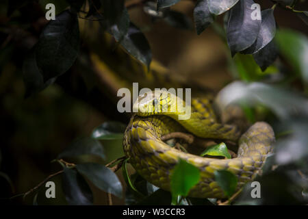 Close up Western green mamba Dendroaspis viridis sul ramo in legno della fitta foresta tropicale. Foto Stock