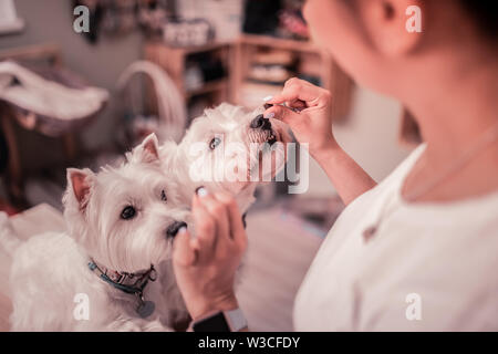 Alimentazione di cani. Giovane donna cura amorevole animali domestici alimentazione notevolmente i suoi simpatici cani bianchi Foto Stock