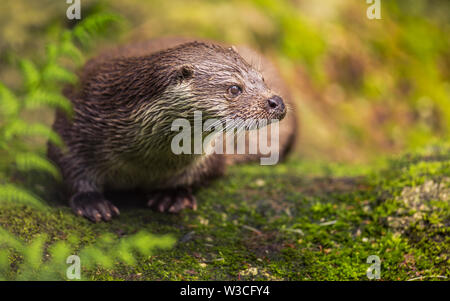 Close up carino otter Lutra lutra sulla grande pietra marrone con pelo umido guardando qualcosa. Immagine della fauna selvatica selvatiche di animali in pericolo di estinzione in natura habitat. Foto Stock