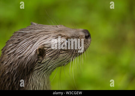 Close up carino otter Lutra lutra sulla grande pietra marrone con pelo umido guardando qualcosa. Immagine della fauna selvatica selvatiche di animali in pericolo di estinzione in natura habitat. Foto Stock