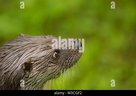 Close up carino otter Lutra lutra sulla grande pietra marrone con pelo umido guardando qualcosa. Immagine della fauna selvatica selvatiche di animali in pericolo di estinzione in natura habitat. Foto Stock