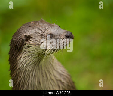 Close up carino otter Lutra lutra sulla grande pietra marrone con pelo umido guardando qualcosa. Immagine della fauna selvatica selvatiche di animali in pericolo di estinzione in natura habitat. Foto Stock