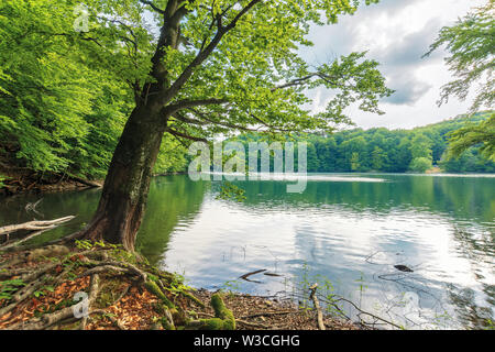 Faggio sulla riva di un lago. bellissimo paesaggio naturale tra foreste vergini di vihorlat, SLOVACCHIA. pomeriggio soleggiato meteo in estate. Foto Stock
