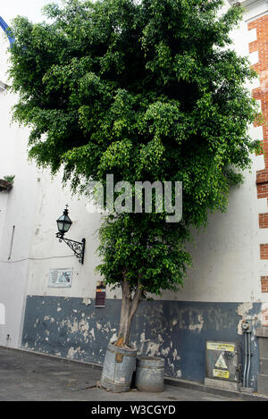 Quando una pianta in vaso è cresciuto in un grande albero. Dettagli rustici in centro a Puebla, sito Patrimonio Mondiale dell'UNESCO. Puebla de Zaragoza, Messico. Giu 2019 Foto Stock