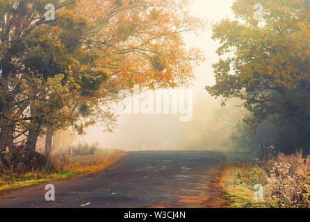 Asfalto stradale del paese in una nebbiosa mattina autunnale. paesaggi con alberi in colorate caduta delle foglie Foto Stock