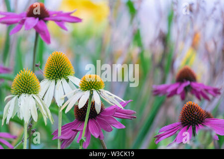 Echinacea purpurpurea. Sfondo floreale. Messa a fuoco morbida, bello colore bokeh Foto Stock