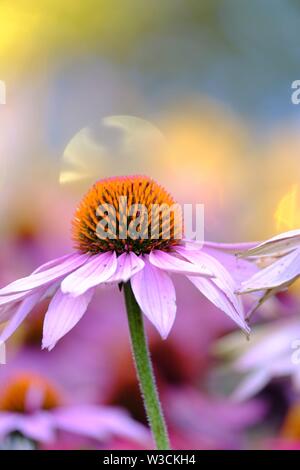Echinacea purpurpurea. Sfondo floreale. Messa a fuoco morbida, bello colore bokeh Foto Stock