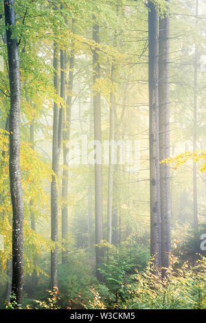 Antica foresta di faggio su nebbiosa mattina autunnale. gialla lussureggiante fogliame. bellissimo paesaggio naturale Foto Stock