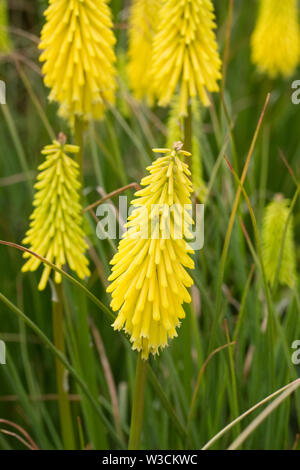 Kniphofia "Vesta' Fiore picchi. Foto Stock