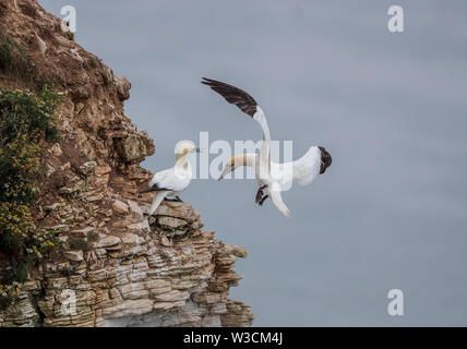 Gannet Foto Stock