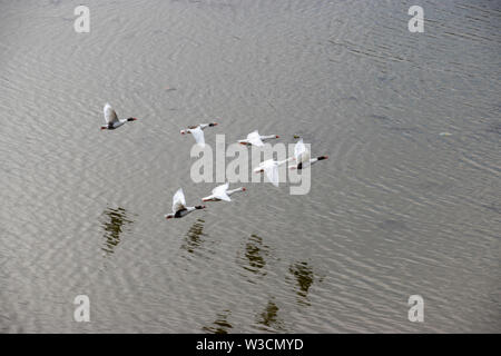 Bianco sette oche in volo in una formazione V bassa su un corpo di acqua Foto Stock