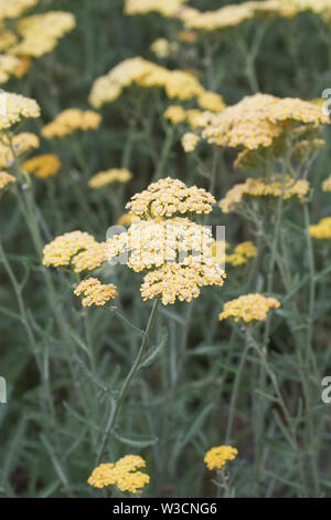 Achillea millefolium. Yarrow. Foto Stock