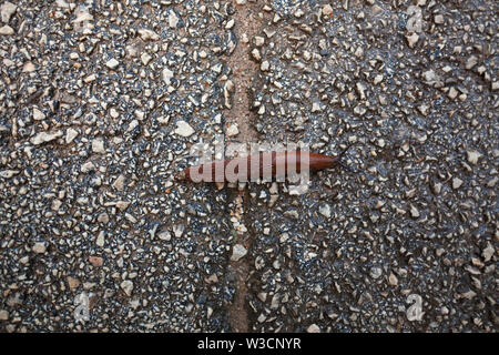 Primo piano dello slug su asfalto umido dopo la pioggia, una composizione semplice. Foto Stock