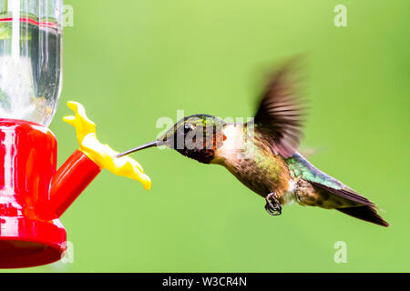 Maschio Hummingbird Ruby-Throated passando a un cortile hummingbird alimentatore. Foto Stock