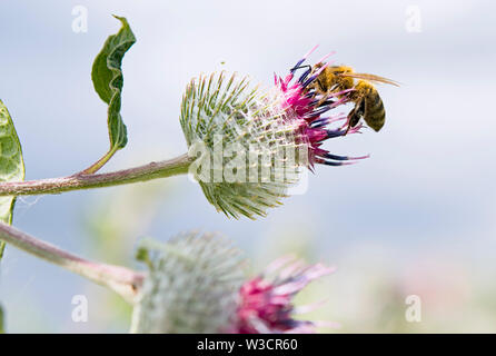 Un'ape raccoglie il polline su donkey thistle Foto Stock