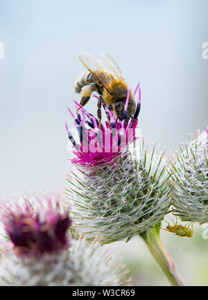 Un'ape raccoglie il polline su donkey thistle Foto Stock