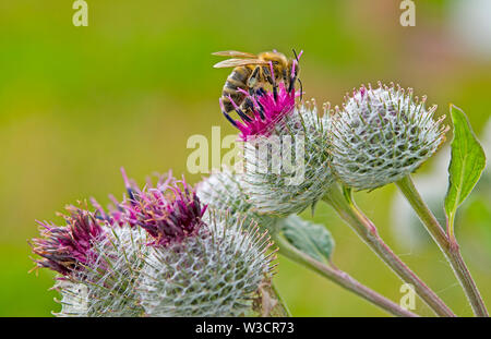 Un'ape raccoglie il polline su donkey thistle Foto Stock