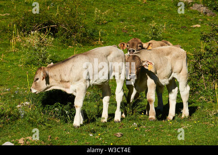 Tre vitelli da macello di Parda de Montaña razza a La Valle Larri nel Parco Nazionale di Ordesa y Monte Perdido (Sobrarbe, Huesca, Pirenei, Aragona, Spagna) Foto Stock