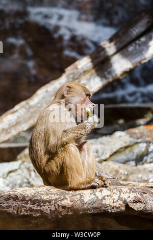 Monkey seduto su un albero caduto e mangia anguria cotenna Foto Stock