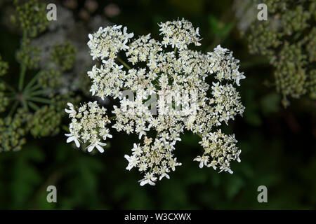 La pianta invasiva specifica Panace di Mantegazzi (Heracleum mantegazzianum) in crescita nel Regno Unito. Foto Stock