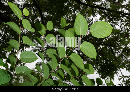 La pianta invasiva specifica knotweed giapponese (Reynoutria japonica, Fallopia japonica o Polygonum cuspidatum) cresce accanto a un argine del fiume.