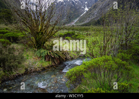 Glacier alimentato creek costeggia il Milford Sound autostrada nella valle di Hollyford. Fiordland, Isola del Sud, Nuova Zelanda Foto Stock