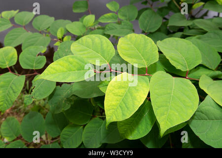 La pianta invasiva specifica knotweed giapponese (Reynoutria japonica, Fallopia japonica o Polygonum cuspidatum) cresce accanto a un argine del fiume.