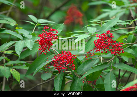 Grappoli di bacche rosse dalla costiera a bacca rossa di sambuco (Sambucus reacemosa var. arborescens) trovati in regioni boscose della Columbia Britannica. Foto Stock