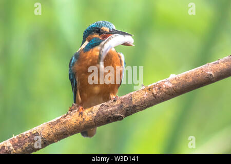 Politica europea comune in materia di Kingfisher (Alcedo atthis) appollaiato su un bastone sopra il fiume e la caccia per i pesci. Un Minnow (Phoxinus phoxinus è stato catturato ed è Foto Stock