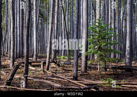 La nuova crescita in un lodgepole pine forest, Uinta Mountains, Utah Foto Stock