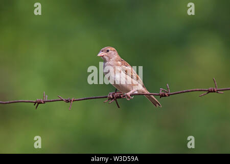 Close up sparrow seduti sul filo spinato Foto Stock