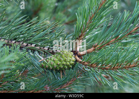Verde di pini cono su ramoscello closeup Foto Stock