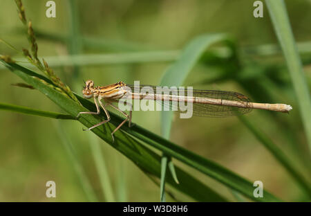 Una bella femmina bianco-zampe, Damselfly Platycnemis pennipes, appollaiate su erba. Foto Stock