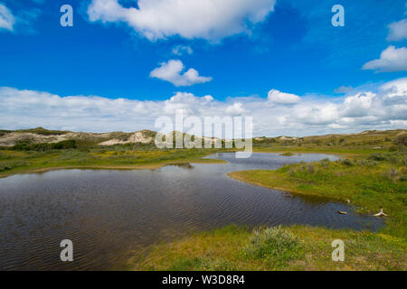 Dune naturali vicino a Bergen aan zee nel nord dell'Olanda Foto Stock