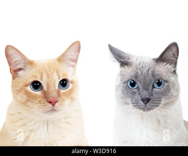 Blu-punto colorato gatto thai e tabby ginger cat insieme. Isolato su bianco. Foto Stock