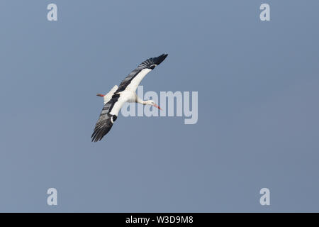 Close-up cicogna bianca (Ciconia ciconia) in volo, cielo blu, diffondere le ali Foto Stock