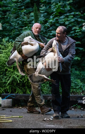 Due dei tre grandi pellicani bianchi vengono rilasciati in St James Park, Londra. I pellicani sono un dono dello Zoo di Praga e siamo arrivati nel parco alla fine di maggio, ma sono stati tenuti nascosti dalla vista del pubblico mentre si stabilirono nel loro nuovo ambiente. Foto Stock