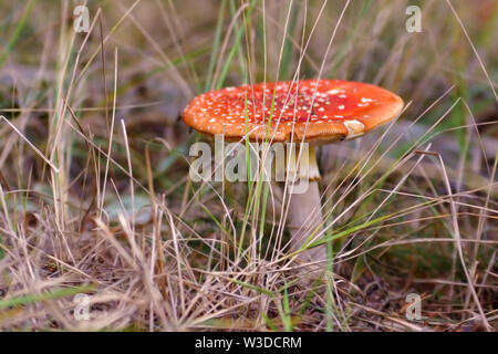 Rossi maturi velenoso fly agaric "amanita muscaria' fungo con flat cape crescente tra erba secca Foto Stock