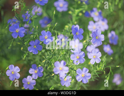 Bellissimi fiori blu di olio di lino su un campo di fattoria Foto Stock