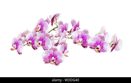 Filiale di grandi dimensioni di phalaenopsis orchid con un sacco di strisce bianche e rosa fiori isolati su sfondo bianco Foto Stock