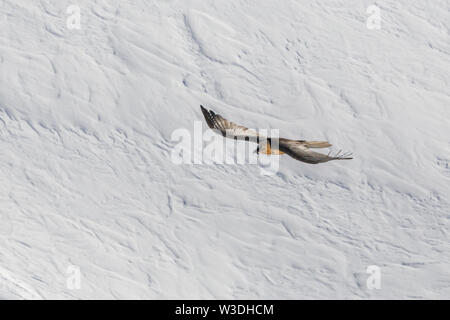 Adulto gipeto (Gypaetus barbatus) volando sopra la superficie della neve Foto Stock