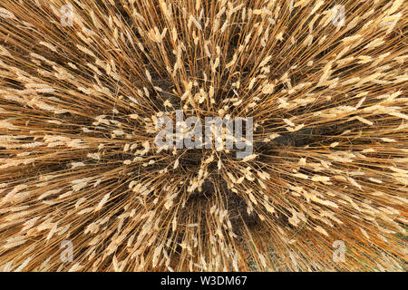 Golden campo di grano dal di sopra Foto Stock