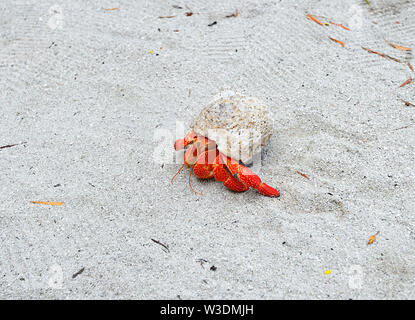 Red Eremita Landcrab (variabilis perlatus o variabilis perlata) strisciando sotto la sabbia sulla spiaggia, Aitutaki, Isole Cook, Polinesia Foto Stock