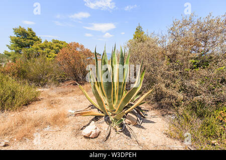 Agave pianta con grande verde foglie succulente vicino alla spiaggia a Halkidiki, Grecia. Foto Stock