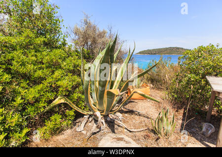 Agave pianta con grande verde foglie succulente vicino alla spiaggia a Halkidiki, Grecia. Foto Stock