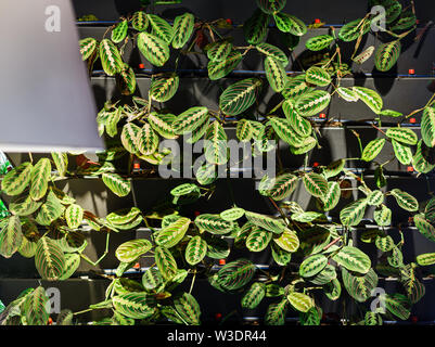 Naturale interni moderni con piante verdi sulla parete Foto Stock