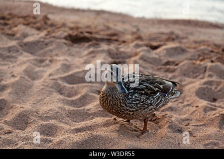 Duck sulla spiaggia sabbiosa Foto Stock