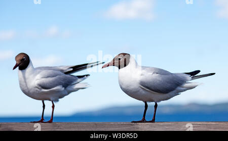 Due gabbiani seduto su una ringhiera in legno Foto Stock